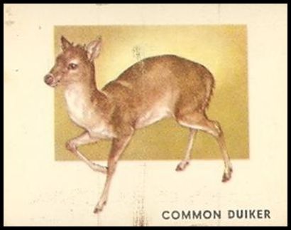 122 Common Duiker